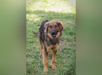 Kayce - der Irish Setter (Mischling) ist verträglich und gehorsam