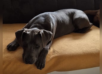 Süße Labradorwalmaraner/ American bully (pocket) Mix