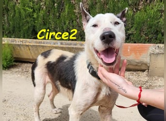 Circe2 06/2022 (ESP) - verschmuste und soziale, wunderschöne Podenco-Bodeguero Mix Hündin!