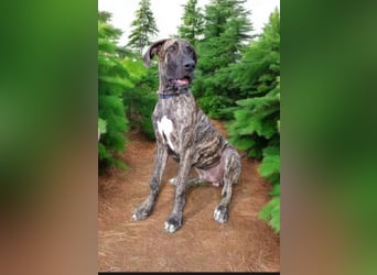 Deutsche Doggen Welpen US Linie Sonderfarben
