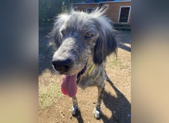 Nadine-liebe, verträgliche Setter-Mix-Hündin sucht ihre Familie