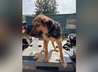 Gigi  ist in der Südpfalz zu besuchen