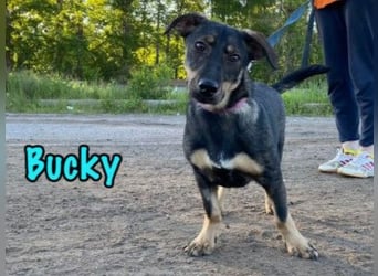 Bucky geb. 12/2021 - lustiger, aktiver und verspielter Outdoor-Begleiter!