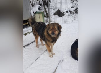 Pasha sucht ein Zuhause <3