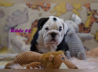 Bezaubernde  & Freiatmende Englische Bulldogge Babys auf Familiensuche