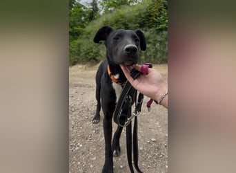 Sirius sucht ein Zuhause