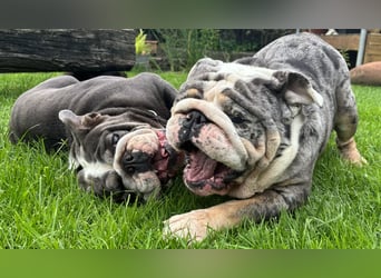 Willi u.Agnes, English Englische Bulldogge, reinrassig, Papiere, Ahnentafel, Gesundheitszeugnis lieb