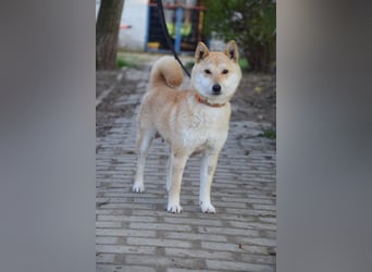 Bailey - freundliche, ruhige Hündin mit offenem Wesen