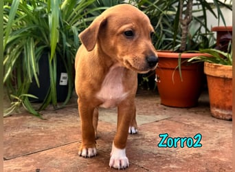 Zorro2 02/2025 (ESP) - cleverer, kleiner Podenco-Bodeguero Mix Welpe!