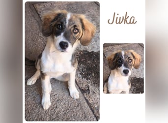 Jivka