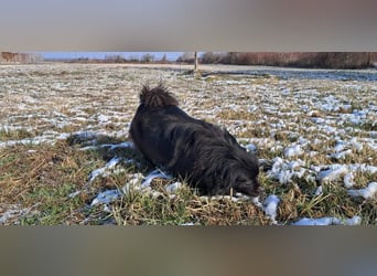 Bucka, ruhige und liebe Hündin sucht ein Zuhause