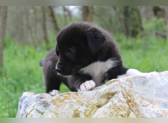 Emma – kleiner Schatz sucht ihre Menschen