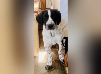 Bezaubernder Setter Mix Sam