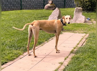 sanfter Galgo-Rüde Pantu (Tierschutz)