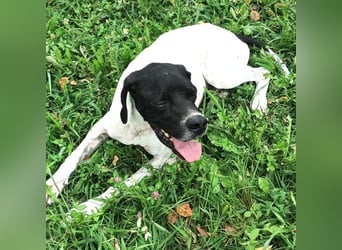 Kunta Kinte - ein ganz besonderer, freundlicher und gehorsamer Hund sucht ein liebevolles Zuhause