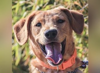 Badou, Mix Labrador / Schäferhund, lieb und sozial