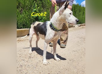 Circe2 06/2022 (ESP) - verschmuste und soziale, wunderschöne Podenco-Bodeguero Mix Hündin!