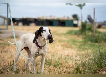 Mila - sanftes Jagdhundherz sucht sportliches Zuhause