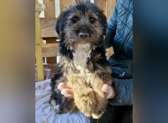 Marcy sucht dringend ihre Menschen