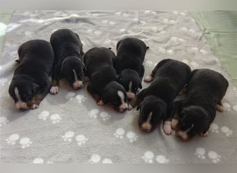 Entlebucher Sennenhund-Welpen "vom Zwergenstübchen" mit Ahnentafel