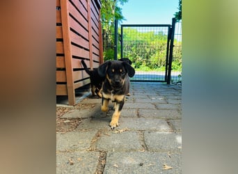 Niko, kleiner Entdecker 