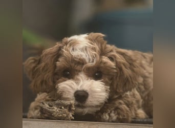 Maltipoo Rüde, Ahnentafel, asiatische Linie!