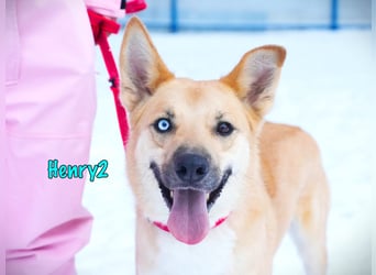 Henry2 06/2020 (RUS) - cleverer und verspielter Husky-Mix sucht sportliche Menschen!