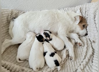 Jack Russell Terrier Welpen mit Papieren