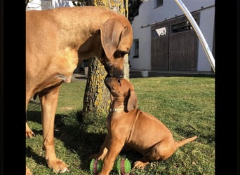 Rhodesian Ridgeback Welpen