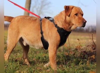 Roki ❤️ lieber, verschmuster Familienhund