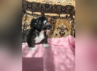 Maltichi Welpen verkaufen