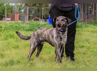 Benito, Mix Labrador / Rafeiro Alentejano, lieb und sozial