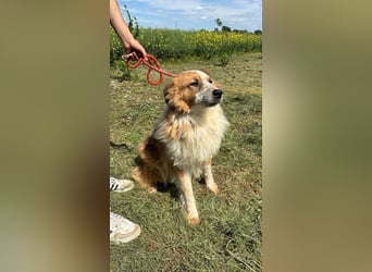 Wunderschöner „Hope“ Collie Mix ca. 6 Jahre auf der Suche nach dem Glück