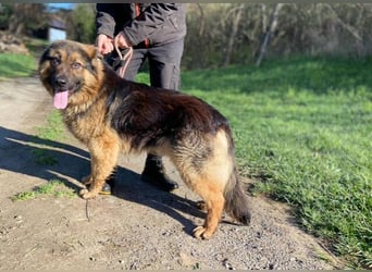 Tibo, Schäferhund Mischling