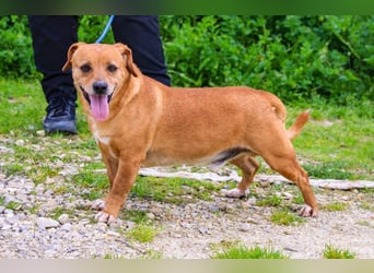 Albu, Mix Dackel / Pinscher, lieb und verträglich
