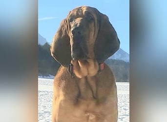 Bloodhound - Chien Saint Hubert