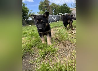 Deutscher Schäferhund Welpen