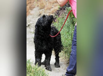Nube sucht Kuschelpartner für's Leben