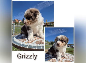 ❤️Wunderschöne Australian Shepherd Welpen - ASCA ❤️