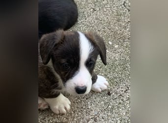 Welsh Corgi Cardigan puppies