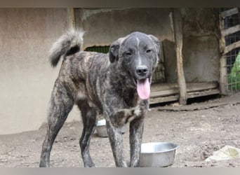 Jackpot - ein majestätischer Doggen-Mix sucht sein Königreich