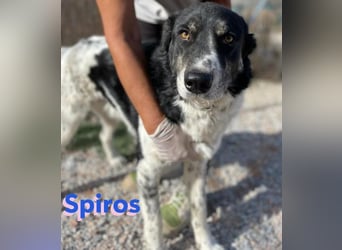 Spiros, 01/23 - freundlich und lernwillig
