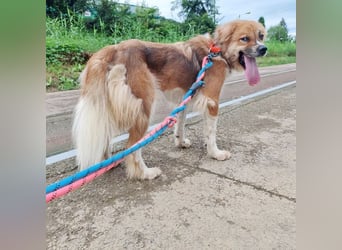 chloe eine Flauschige 5 Jährige Hundin, sucht ihr Traumzuhause