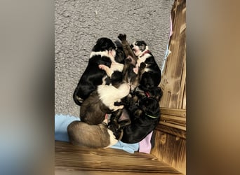 Unser B-Wurf ist geboren