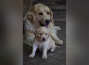 süße reinrassige Goldenretriever Welpen geboren