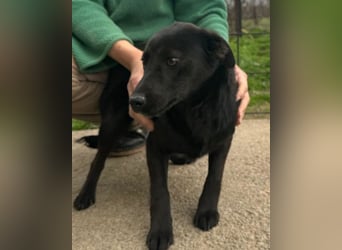 Marla ❤️ sanfte, liebe junge Hündin!