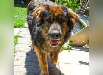 Freundlicher HAGRID-sanft, mit großen Herzen für Menschen will endlich raus aus dem Tierheim
