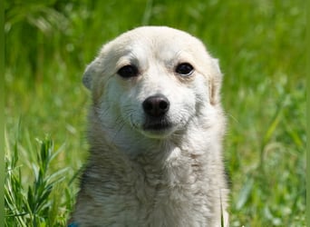 Kleine Ilvy sucht Menschen mit Herz