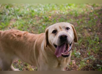 AARON - Freundlicher Labrador-Mix sucht seine Familie