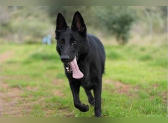 Arabella (Spanien) - schwarze Schönheit sucht aktives Zuhause